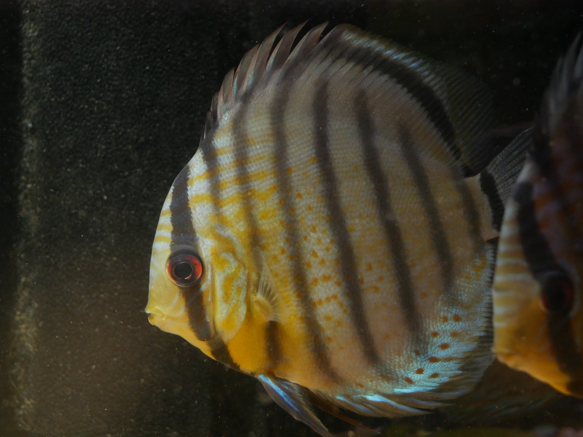 Wild Heckel Blue Discus - MoonlightAquatics