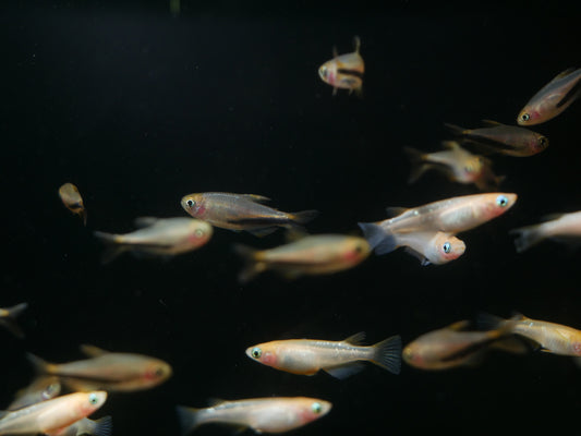 Black Arrow Kerri Tetra (Inpaichthys luizae)*RARE - MoonlightAquatics