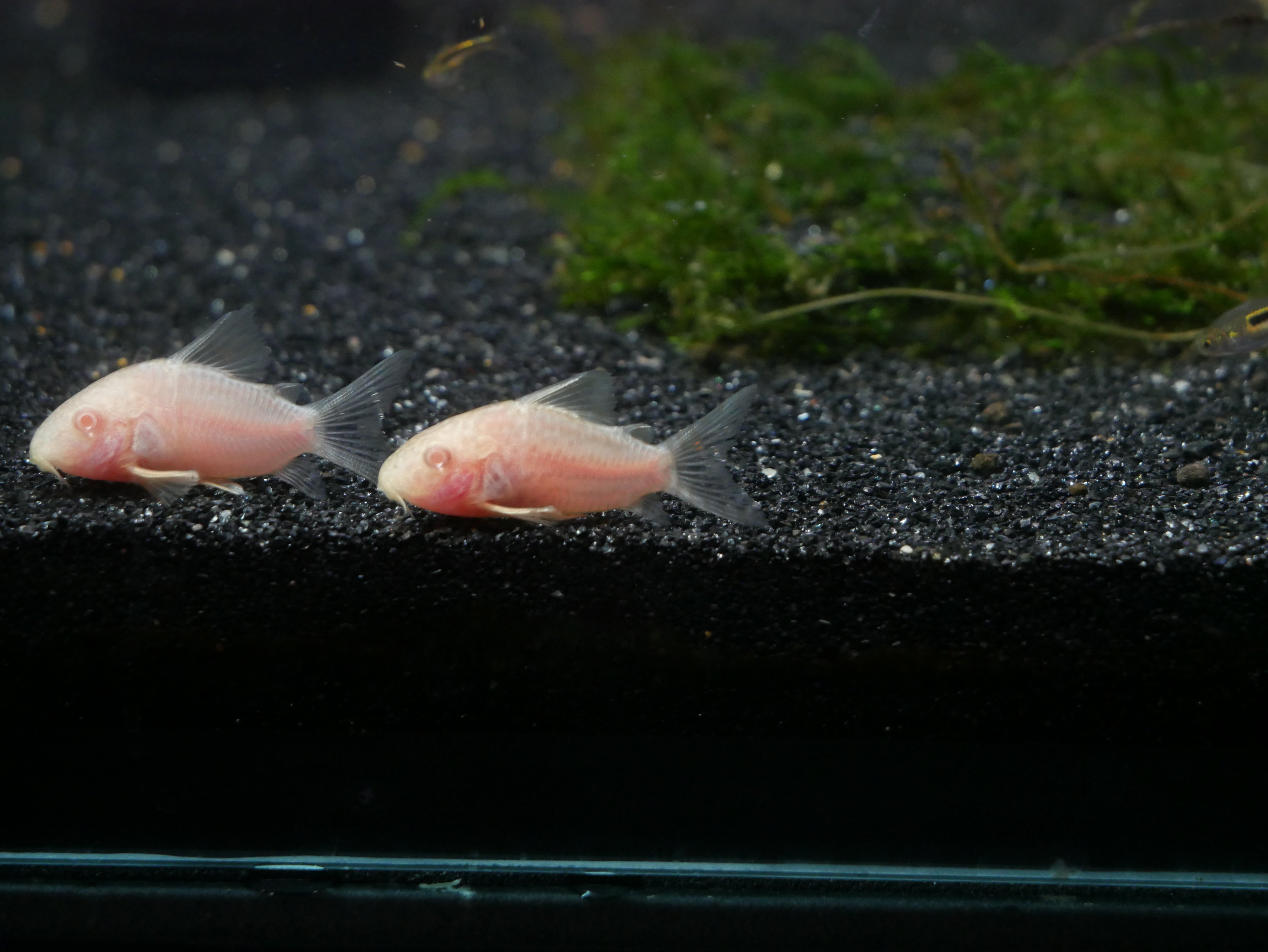 Sterba's Cory Catfish