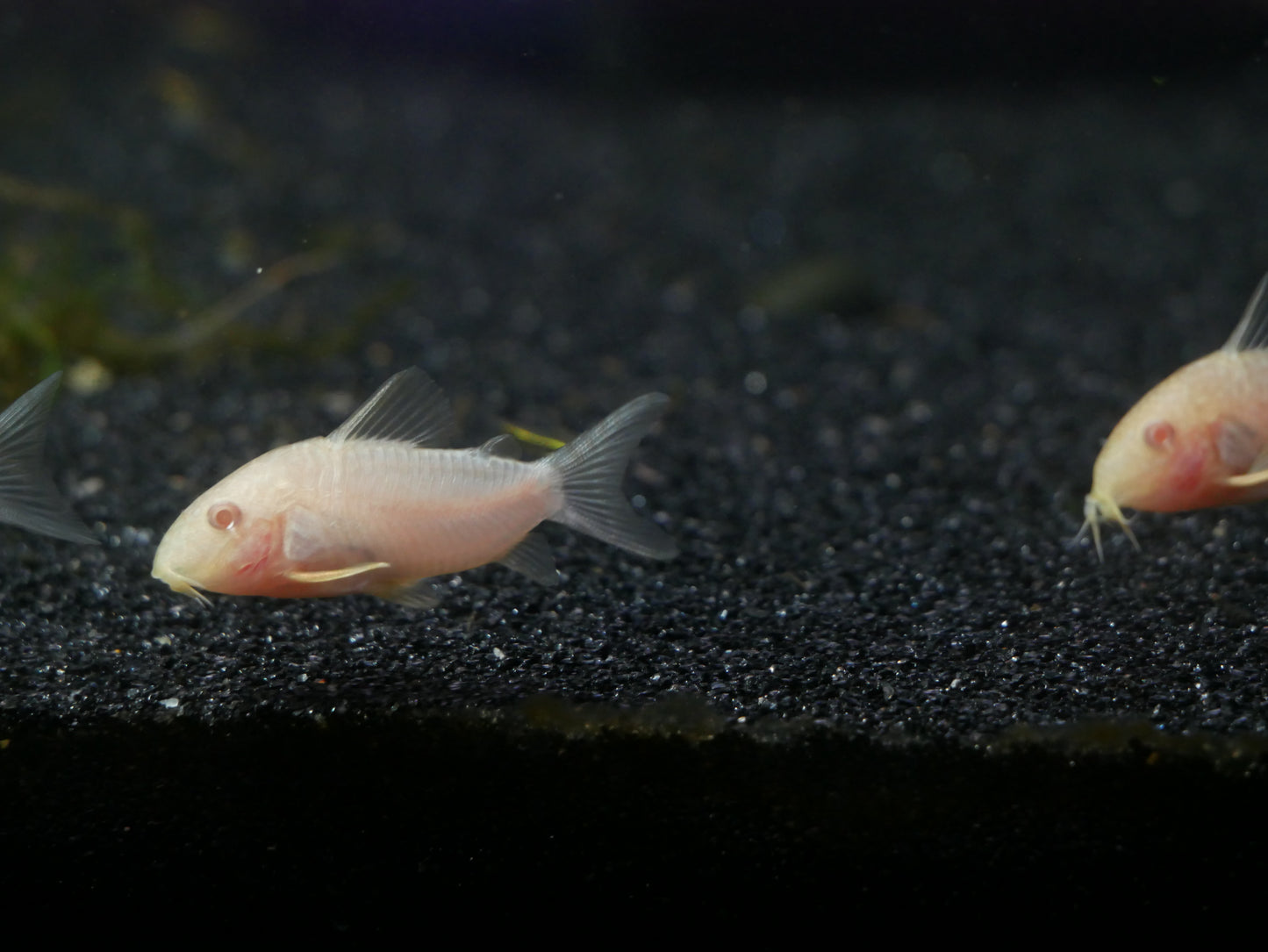 Albino Sterbai Corydoras