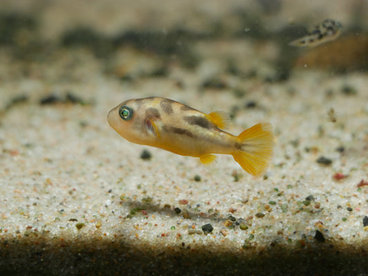 Pea Puffer