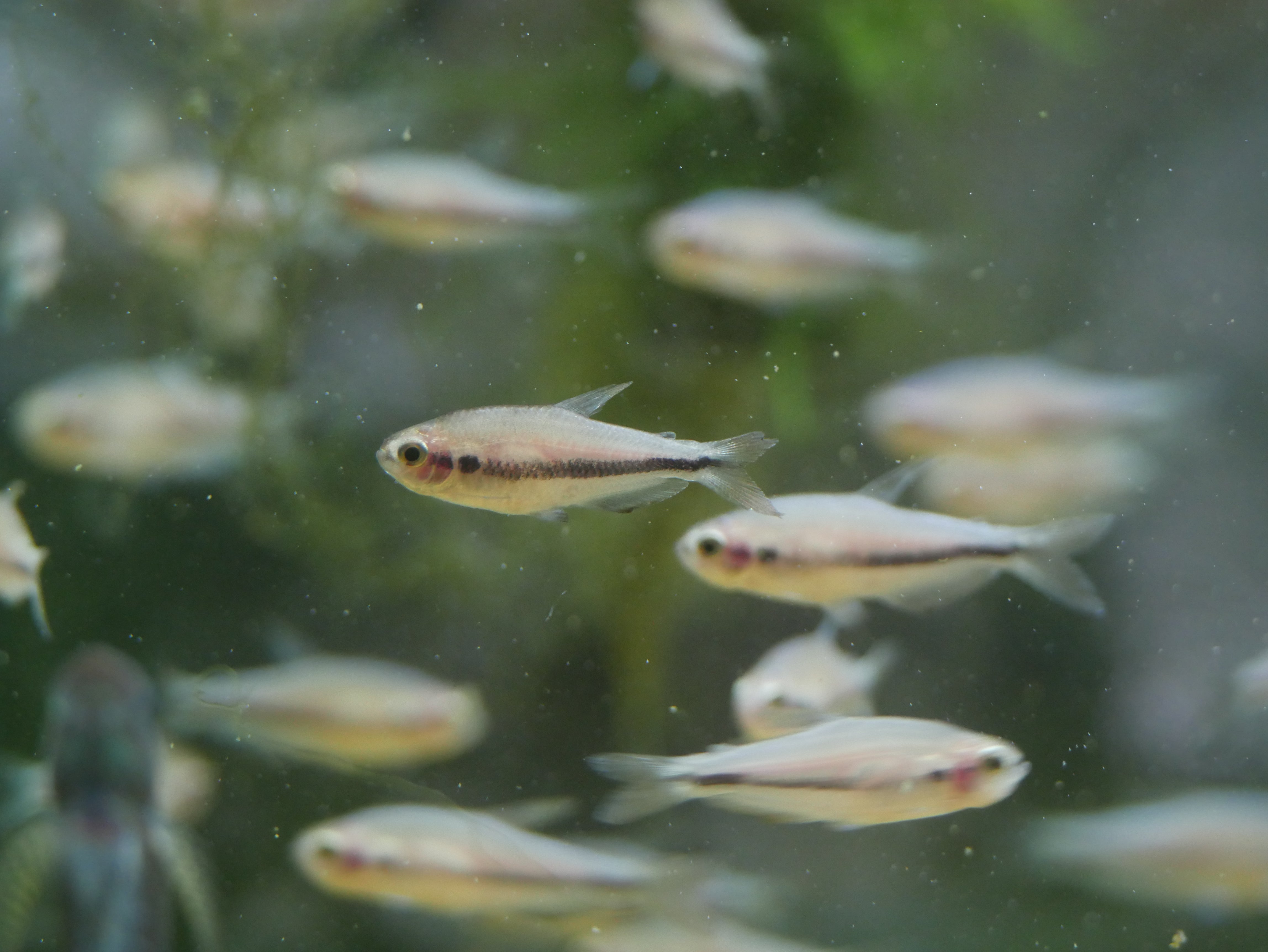 Red Eye Kerri Tetra