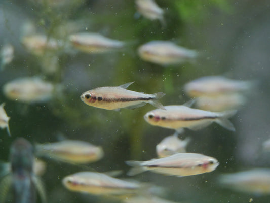 Red Eye Kerri Tetra (Inpaichthys cf kerri "Red Eye")