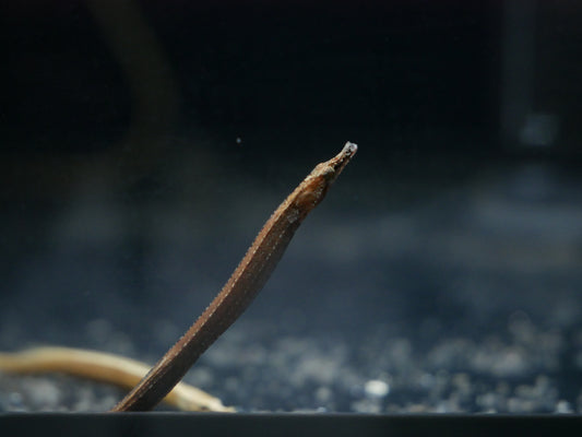 Red Belly Pipfish