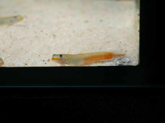 Red Lips Goby (Sicyopus exallisquamulus)