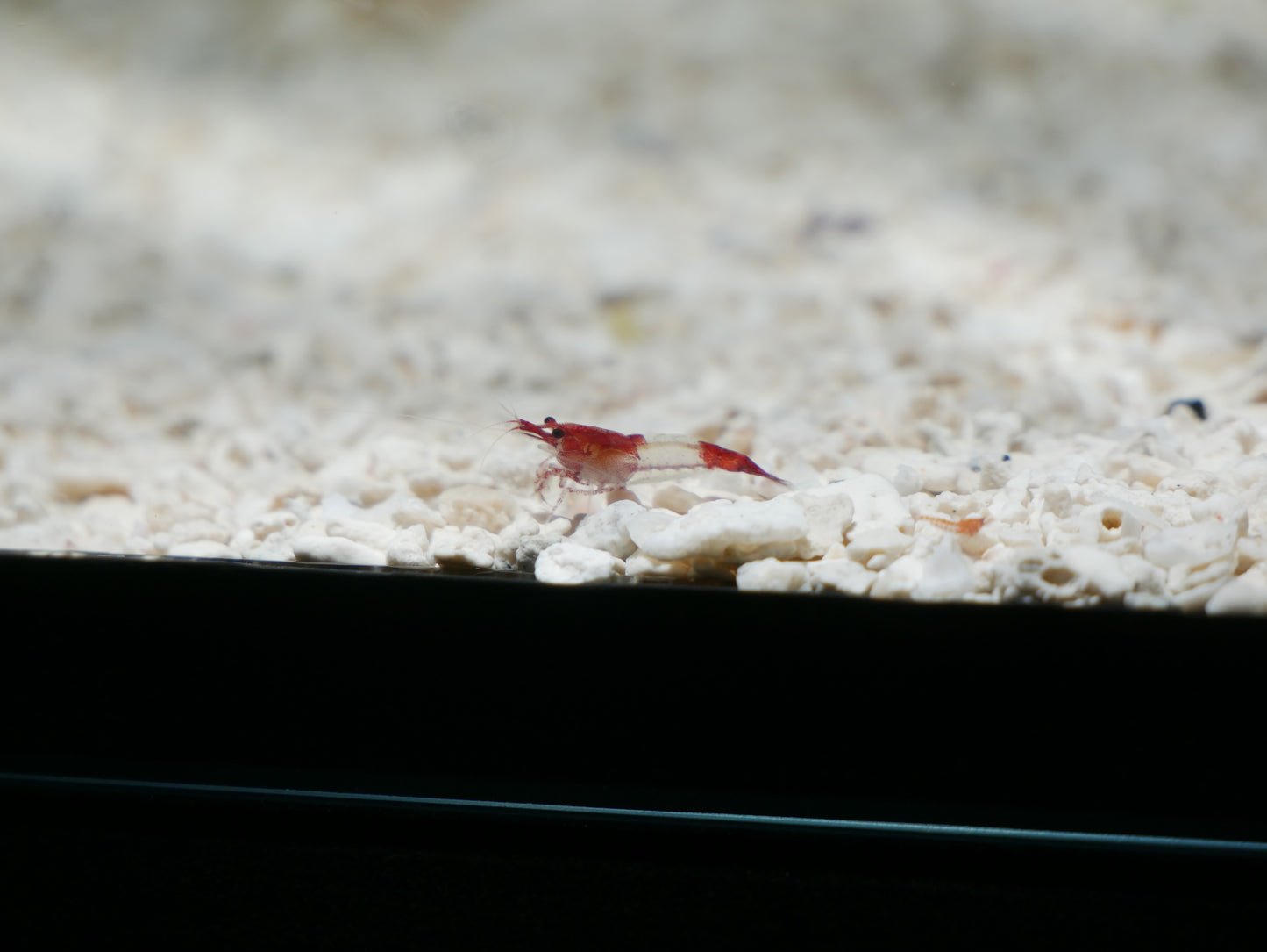 Red Rili Neo Shrimp