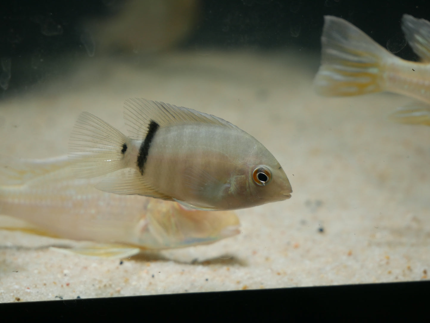 Red Shoulder Severum