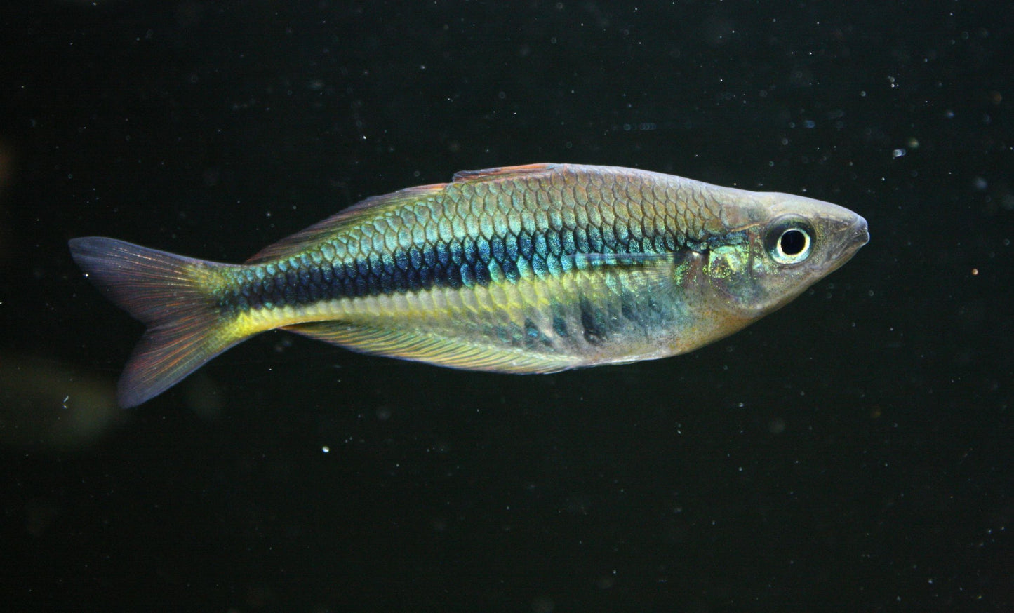 Chilatherina alleni “Wapoga” Rainbowfish