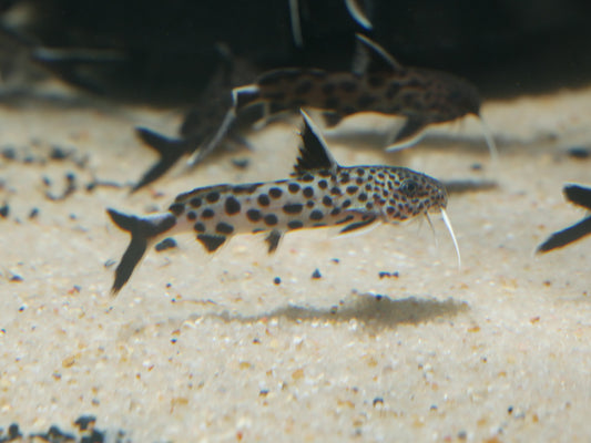 Synodontis lucipinnis