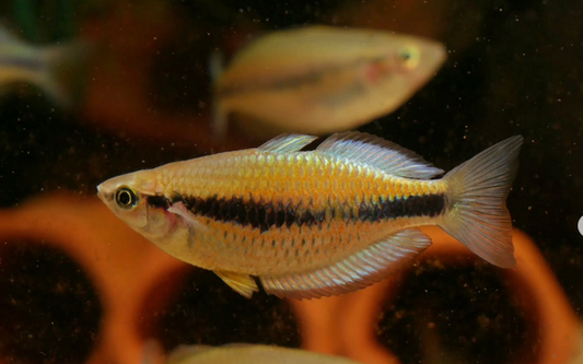 Melanotaenia synergos *RARE