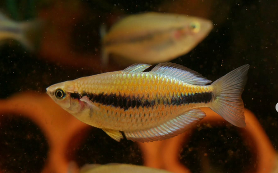 Melanotaenia synergos *RARE .75" unsexed