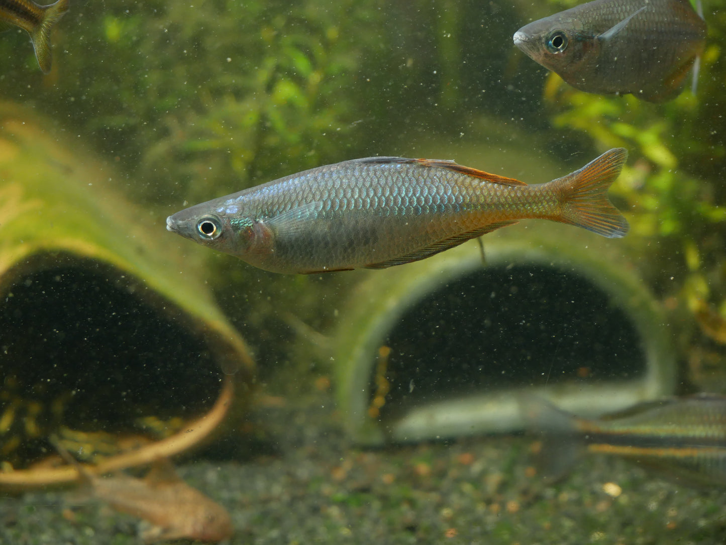 CHILATHERINA SPEC."TARITATU RIVER"