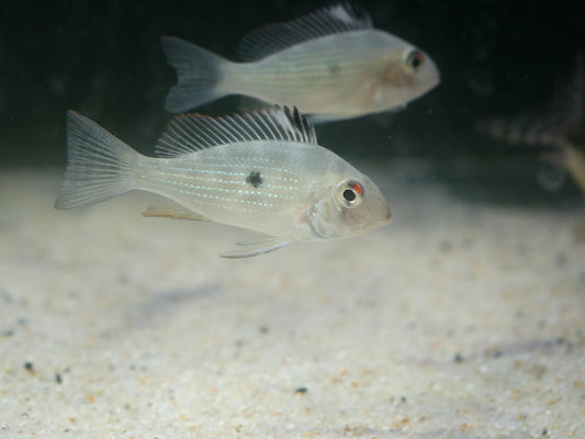 Threadfin Acara