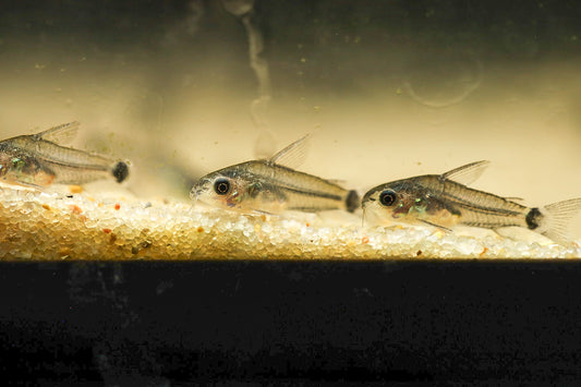 Corydoras Hastatus