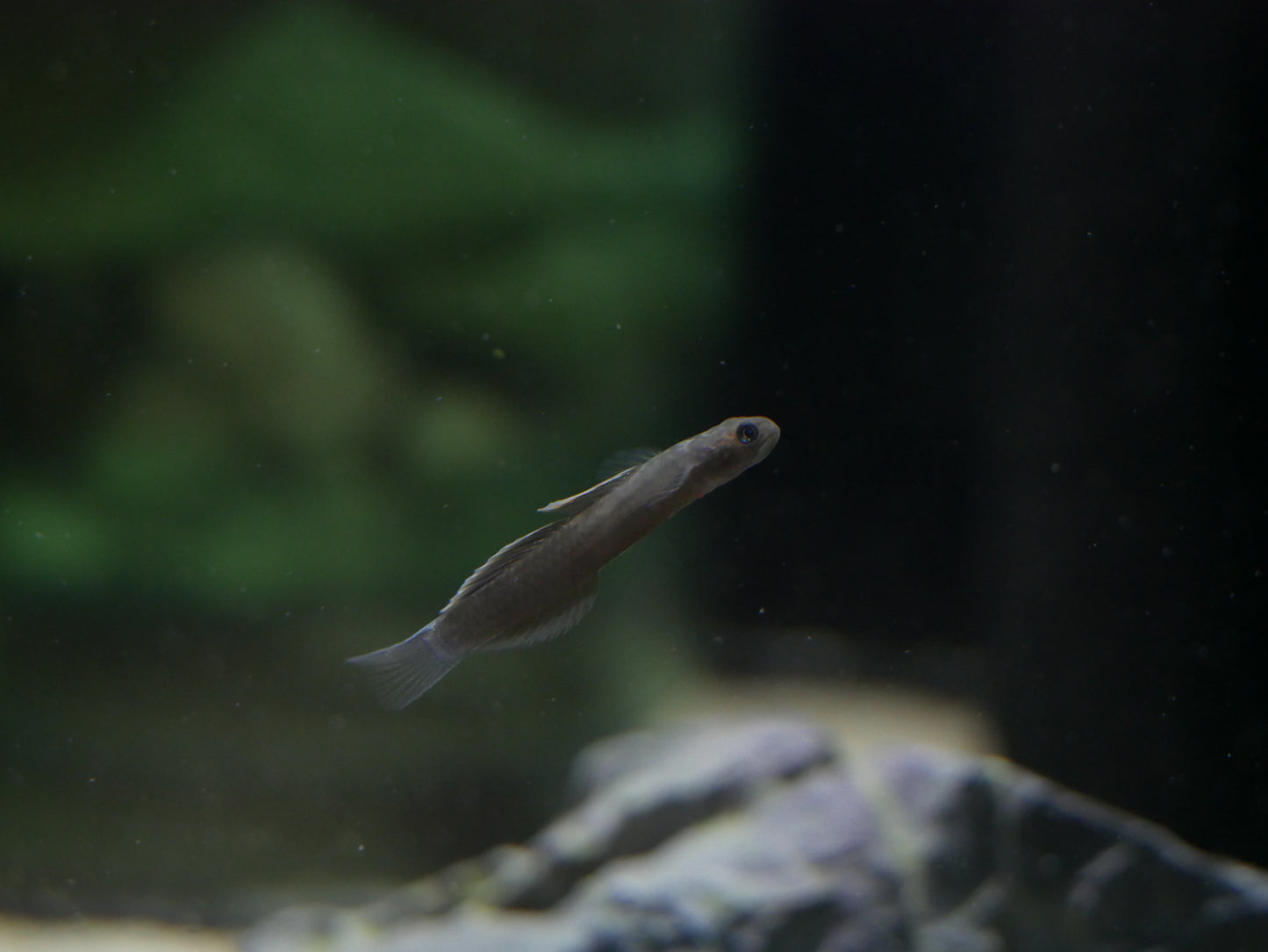 Lentipes Dimetrodon - MoonlightAquatics