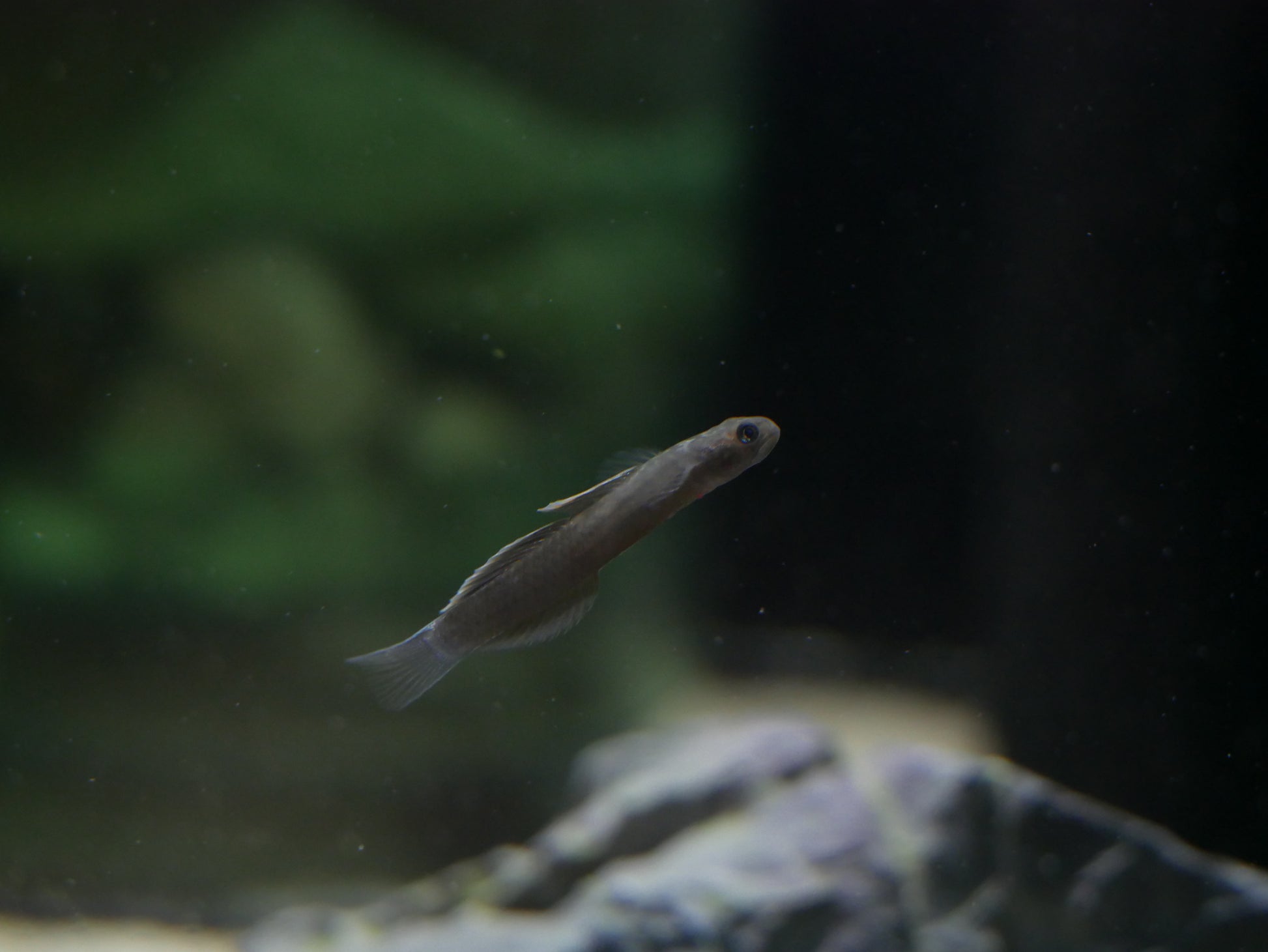 Lentipes Dimetrodon - MoonlightAquatics