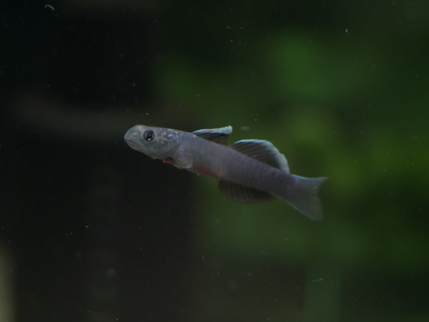 Lentipes Dimetrodon - MoonlightAquatics