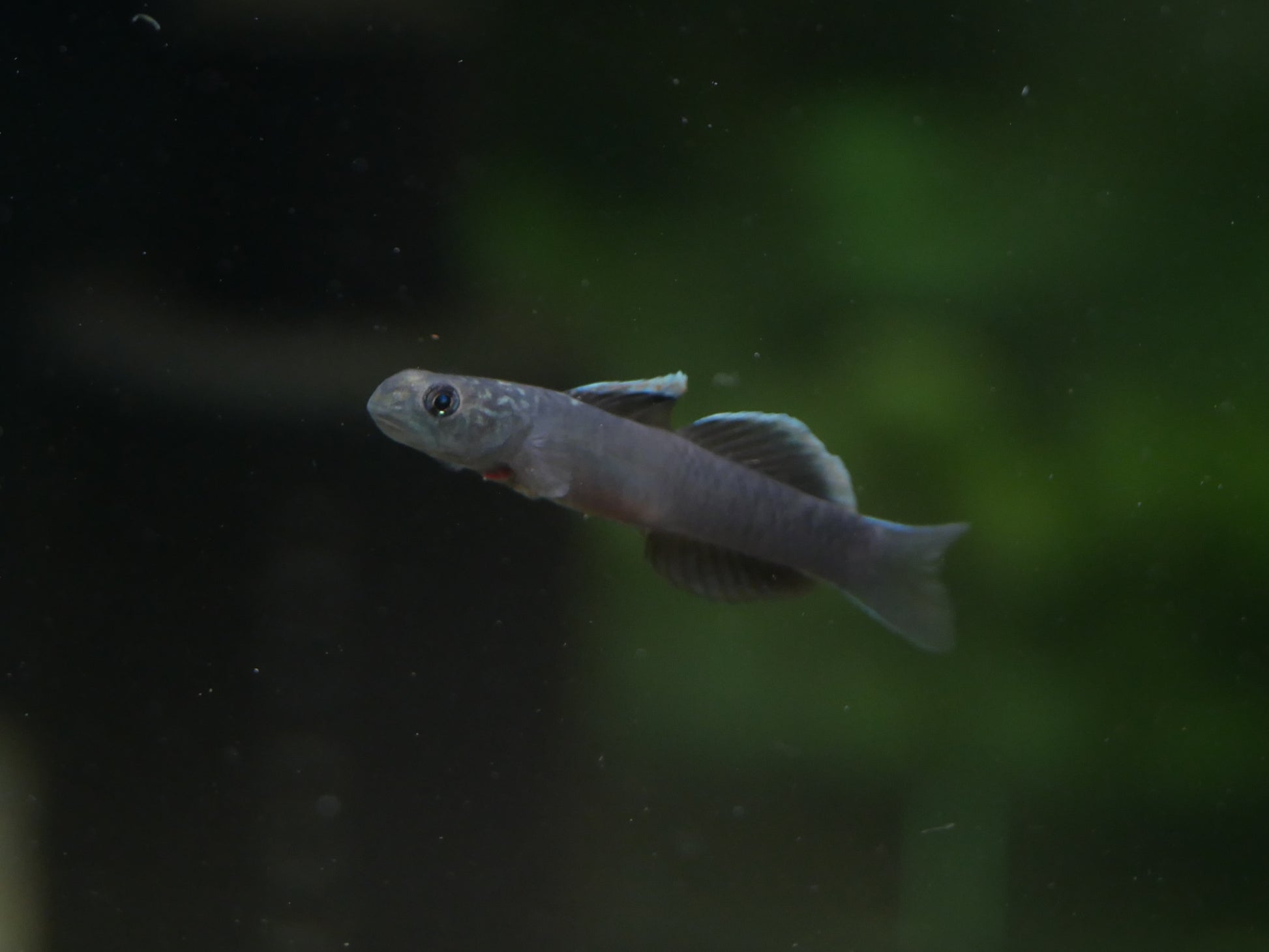 Lentipes Dimetrodon - MoonlightAquatics