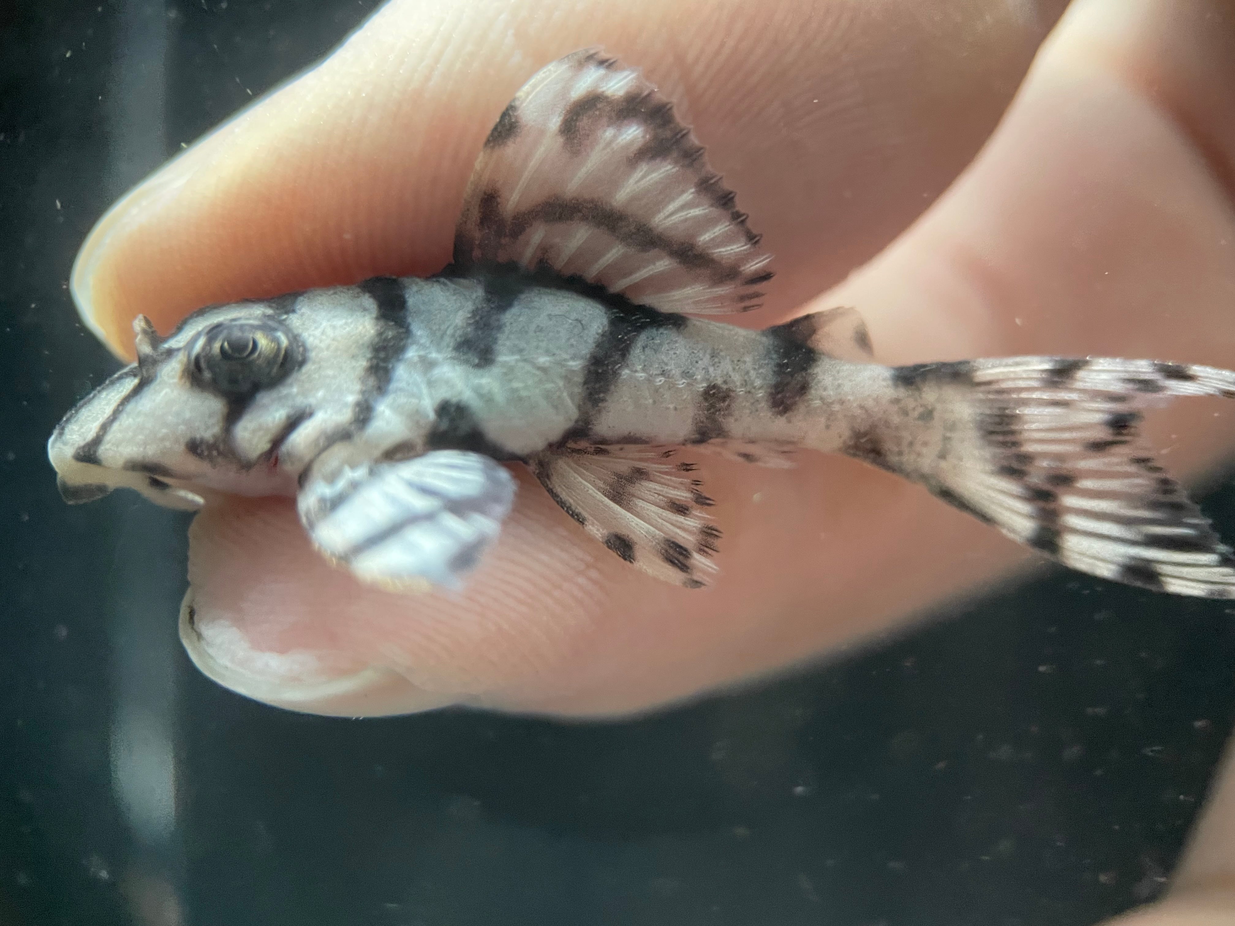 L236 Super White | MoonlightAquatics