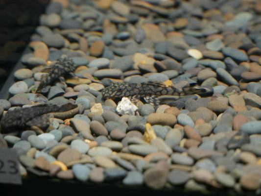 L519 "Rio Itenez" Pleco - MoonlightAquatics