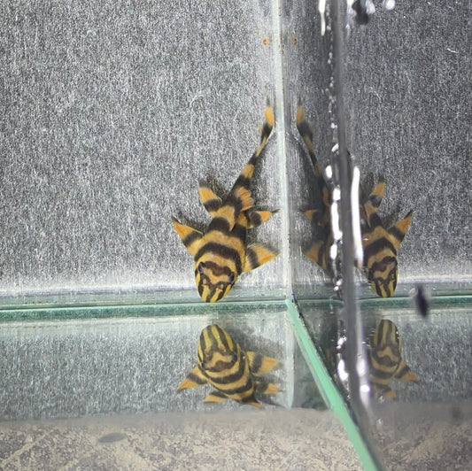 L306 Takutut Tiger Pleco - MoonlightAquatics