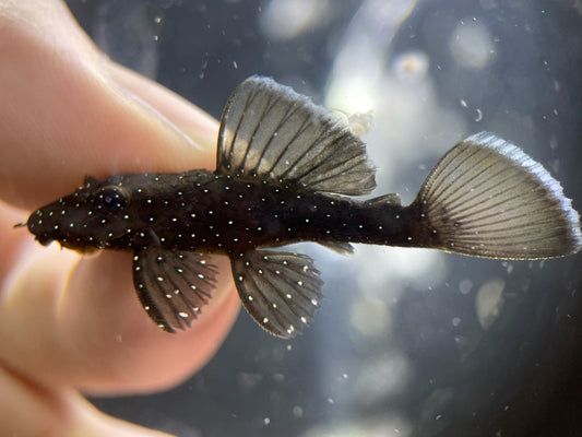 L181 Peppermint Bristlenose Pleco - MoonlightAquatics