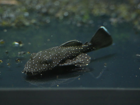 L181 Peppermint Bristlenose Pleco - MoonlightAquatics