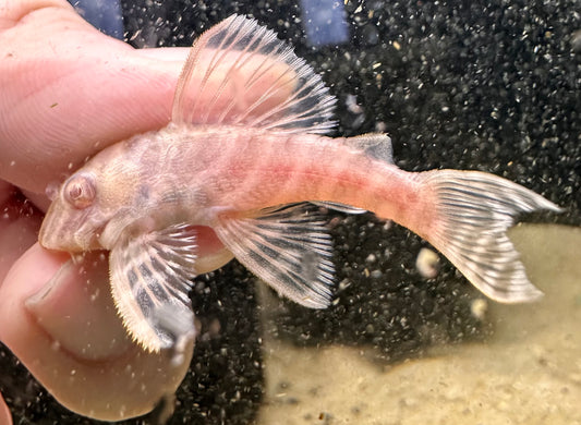 L270 Albino Chocolate Zebra Pleco - MoonlightAquatics