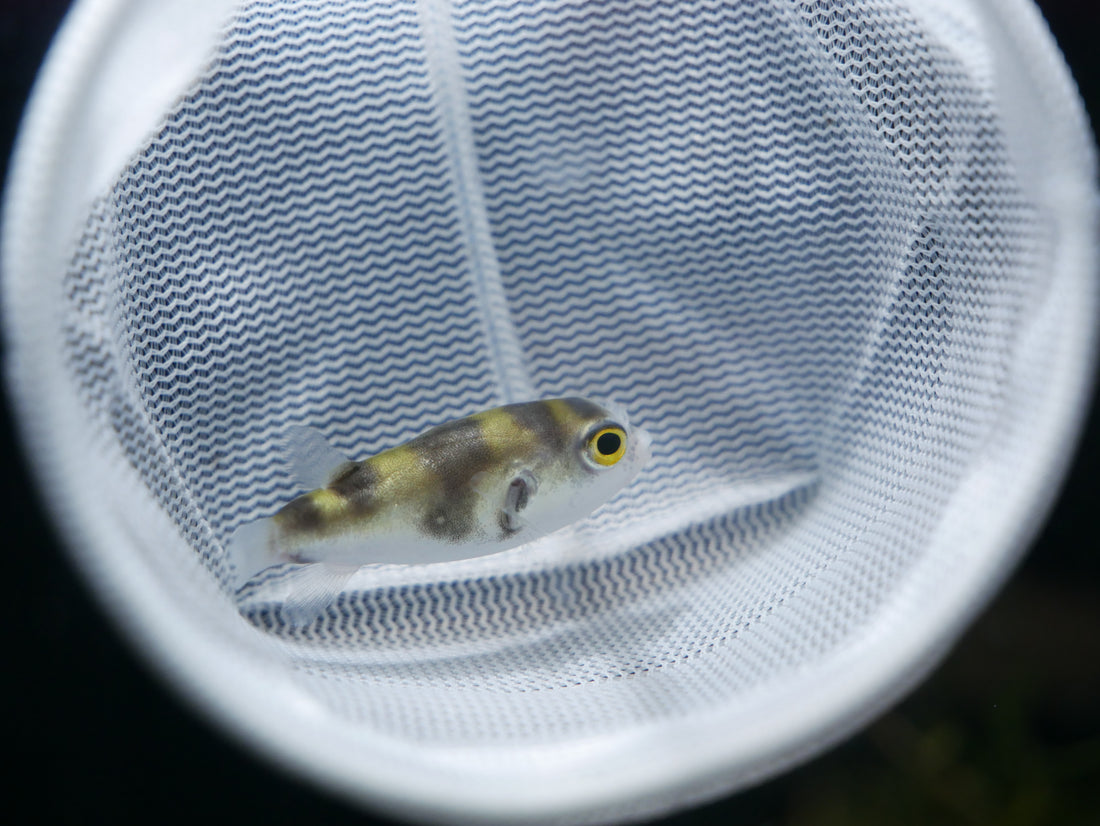 Amazon Puffer 