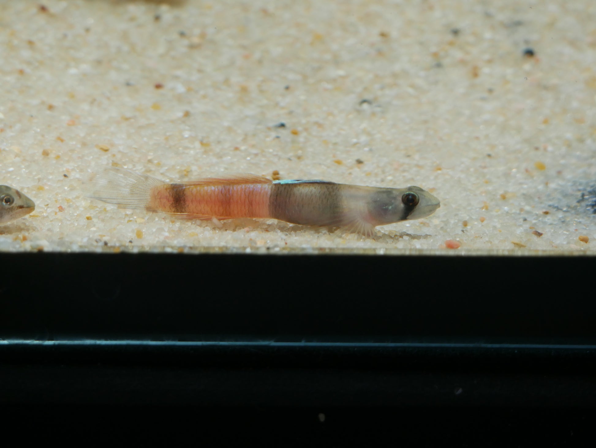 Flaming Arrow Goby (Sicyopus zosterophorum) - MoonlightAquatics