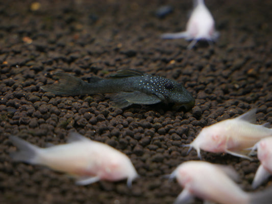 Green Phantom Pleco - MoonlightAquatics