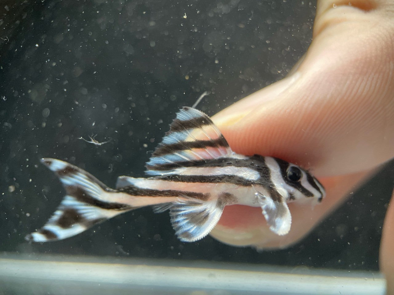 L46 Zebra Pleco (Hypancistrus zebra) | MoonlightAquatics