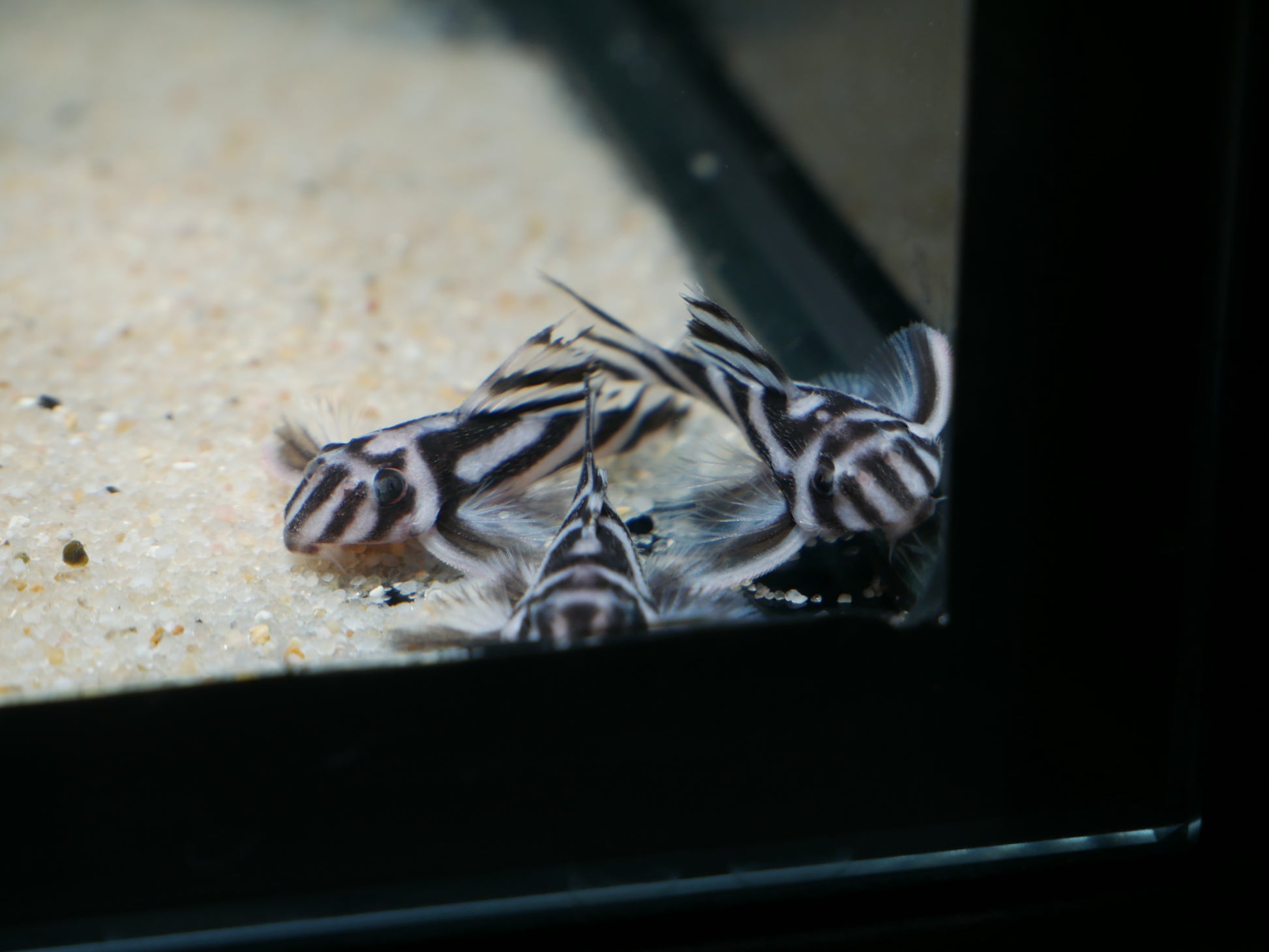 L46 Zebra Pleco (Hypancistrus zebra)