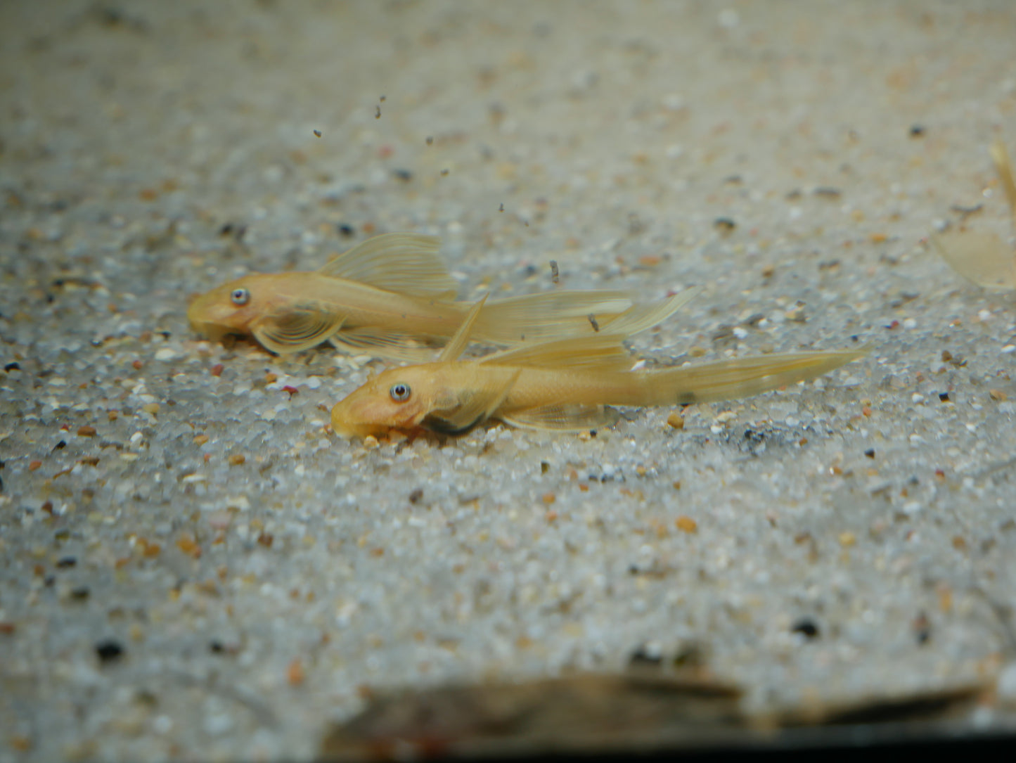 Lemon Blue Eyes Longfin Bristlenose Pleco - MoonlightAquatics