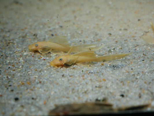 Lemon Blue Eyes Longfin Bristlenose Pleco - MoonlightAquatics