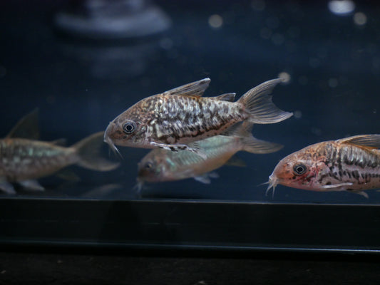 C005 Pantanalensis Cory (Brochis pantanalensis) - MoonlightAquatics