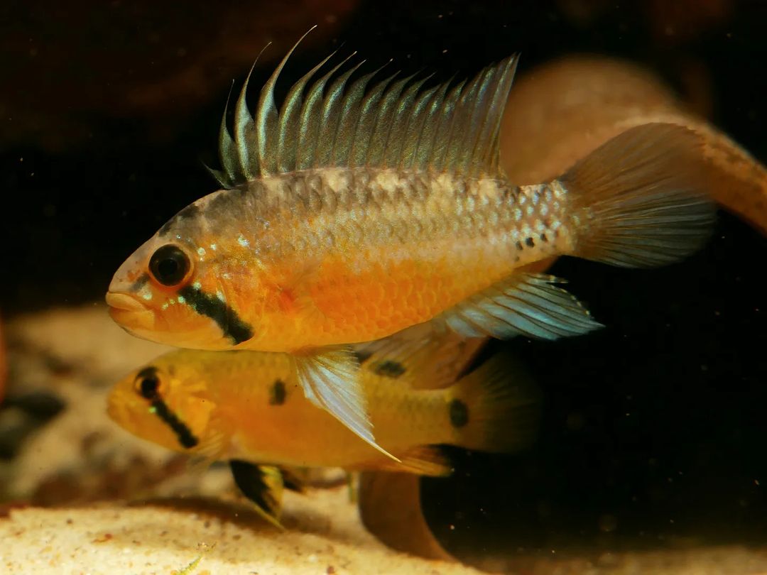 Sunset Apisto (Apistogramma atahualpa) - MoonlightAquatics
