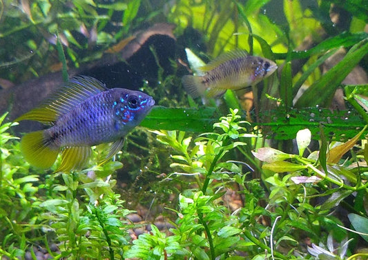 Apistogramma Borelli - MoonlightAquatics