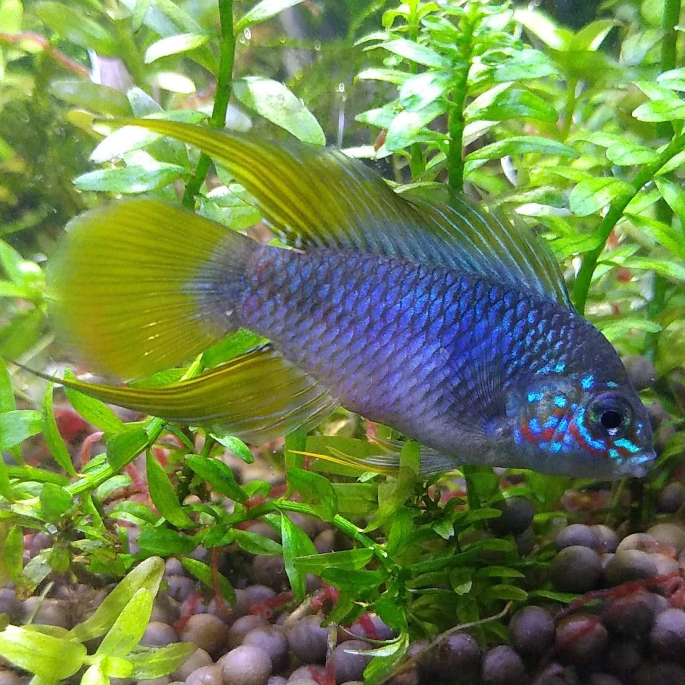 Apistogramma Borelli MoonlightAquatics apistogramma-borelli-moonlightaquatics