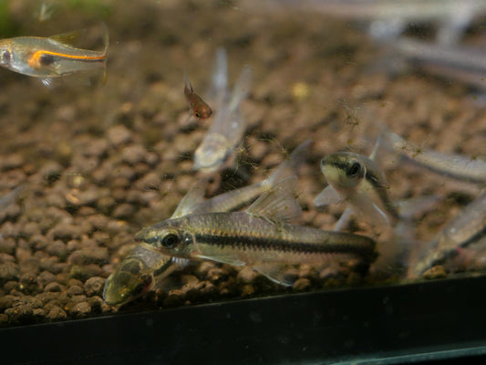 Siamese Algae Eater - MoonlightAquatics