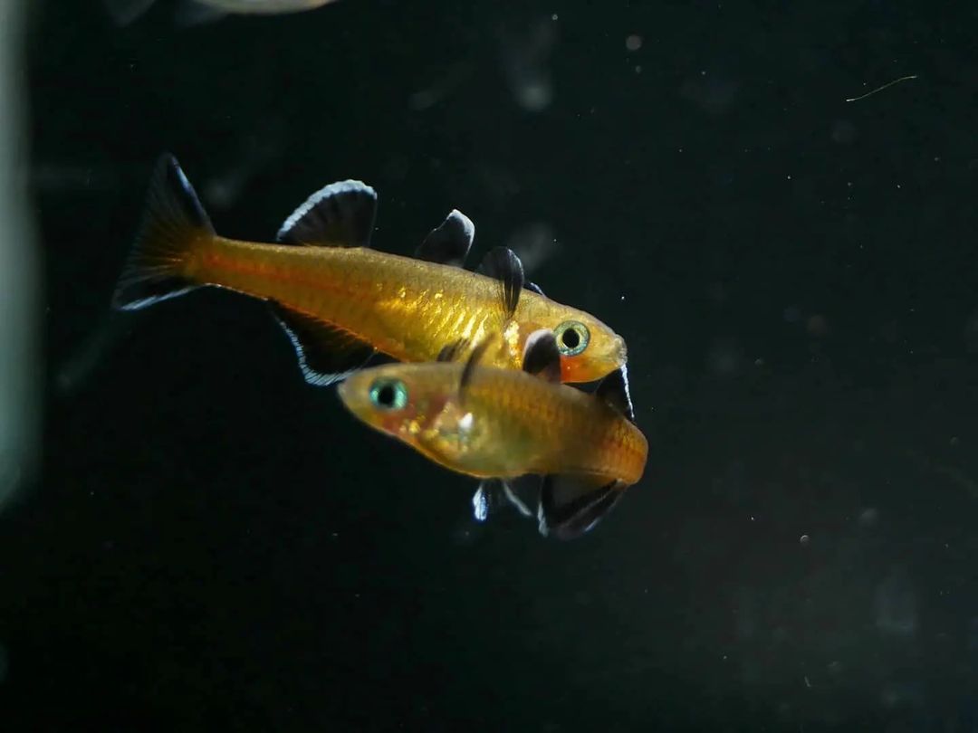 Honey Blue Eye (Pseudomugil Mellis) - MoonlightAquatics
