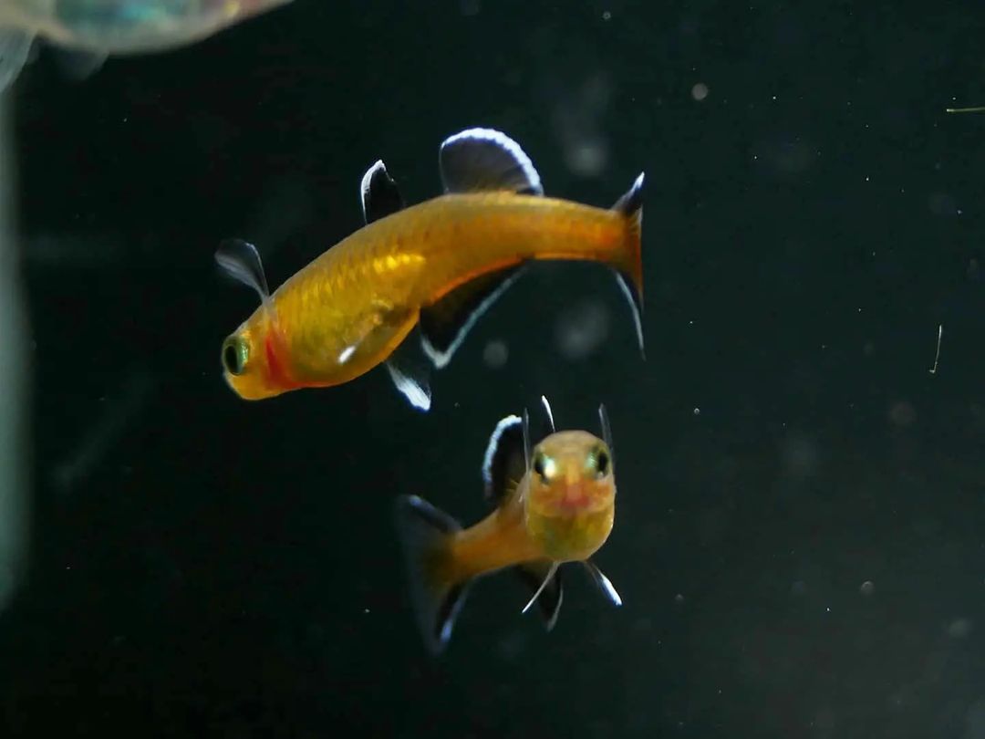 Honey Blue Eye (Pseudomugil Mellis) - MoonlightAquatics