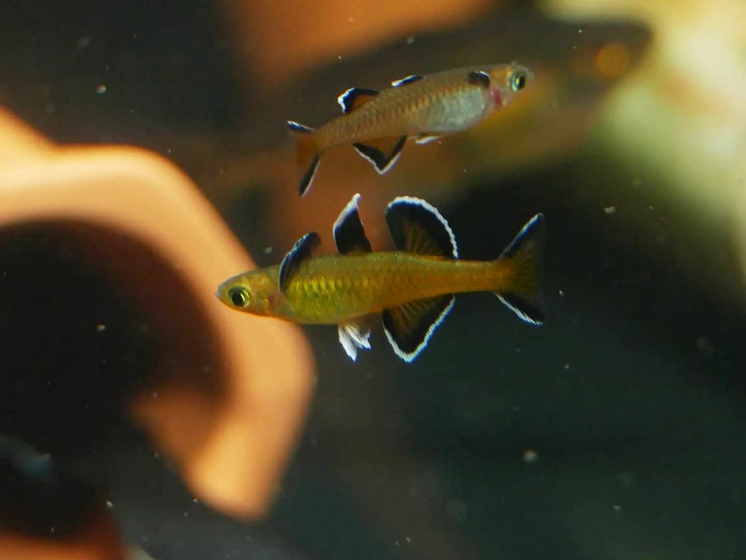 Honey Blue Eye (Pseudomugil Mellis) - MoonlightAquatics