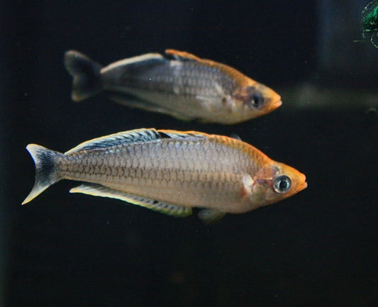 Melanotaenia Pygmaea - MoonlightAquatics