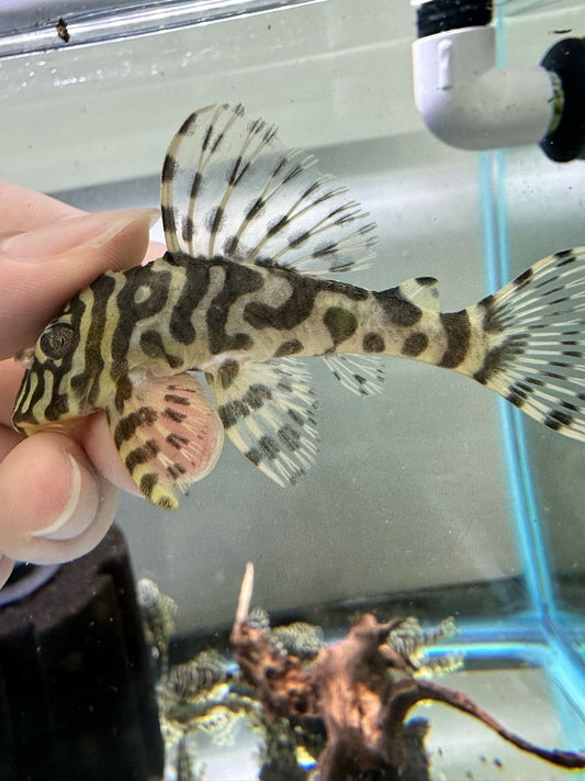 L134 Leopard Frog Pleco - MoonlightAquatics