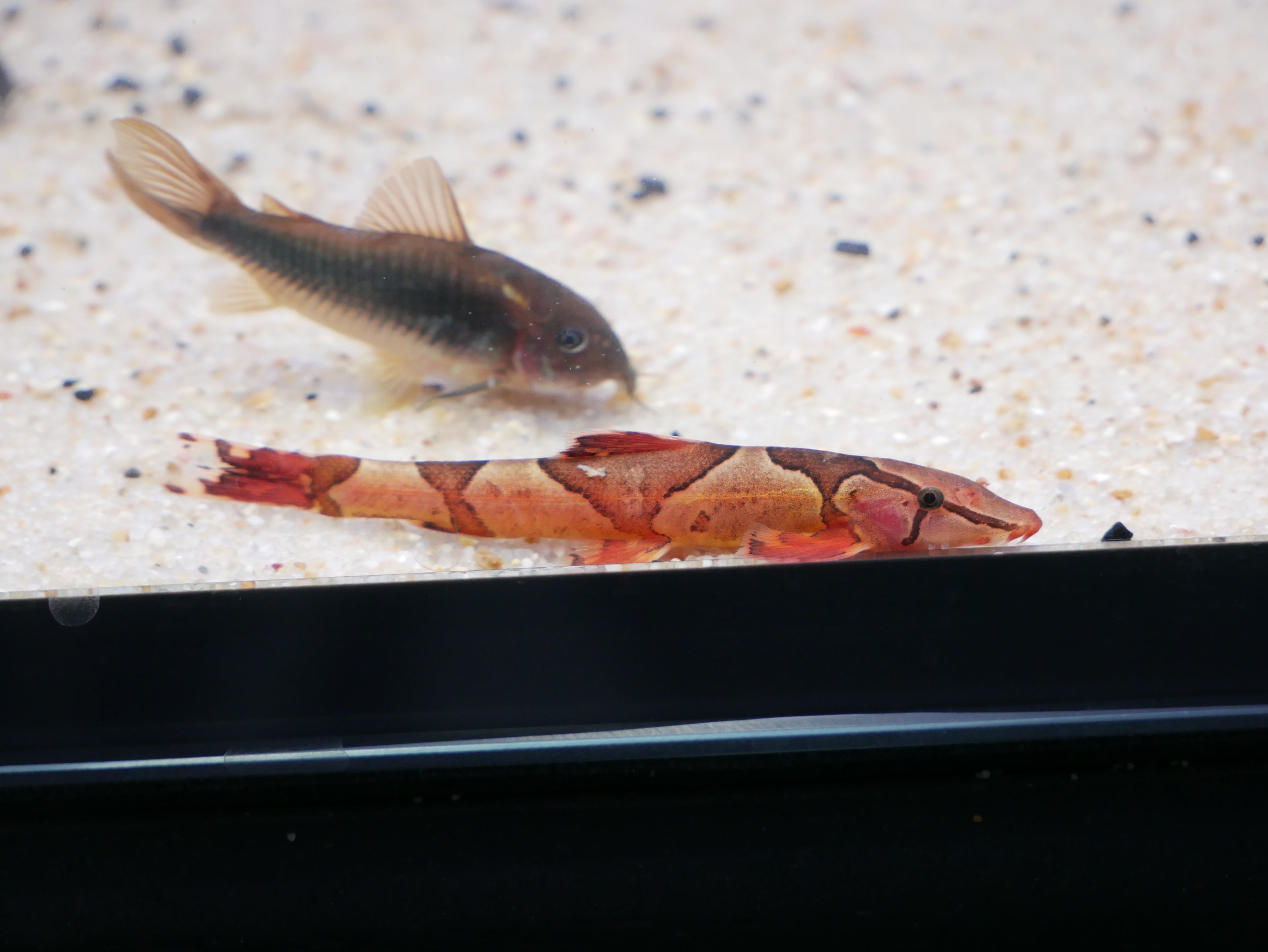 Red Loach Red Saddled Hillstream Loach