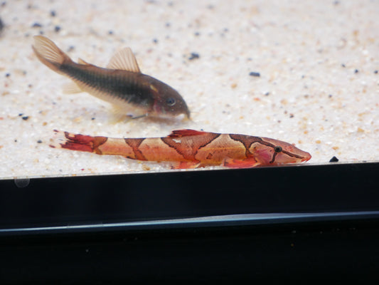 Red Saddled Hillstream Loach - MoonlightAquatics
