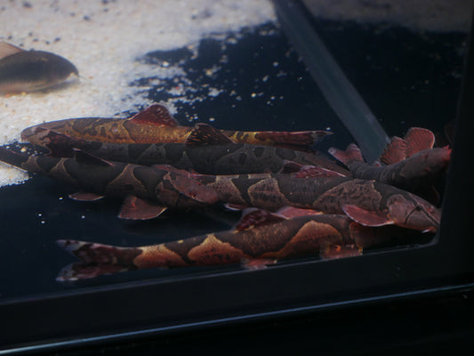 Red Saddled Hillstream Loach - MoonlightAquatics