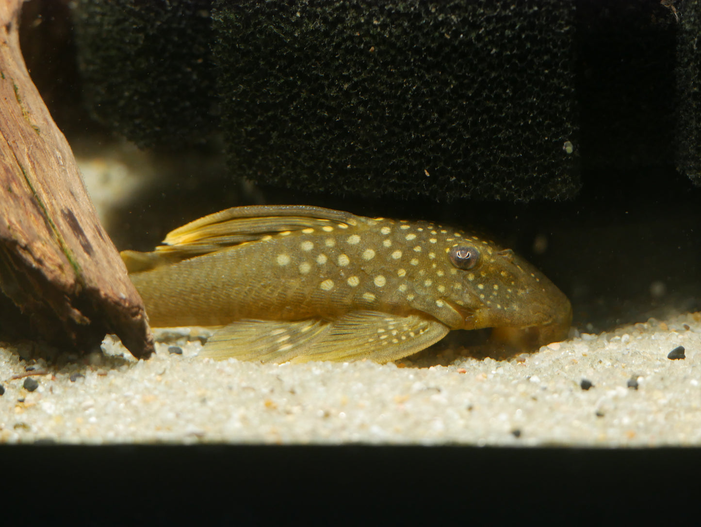 L200a Hifin Green Phantom Pleco (Baryancistrus demantoides) - MoonlightAquatics