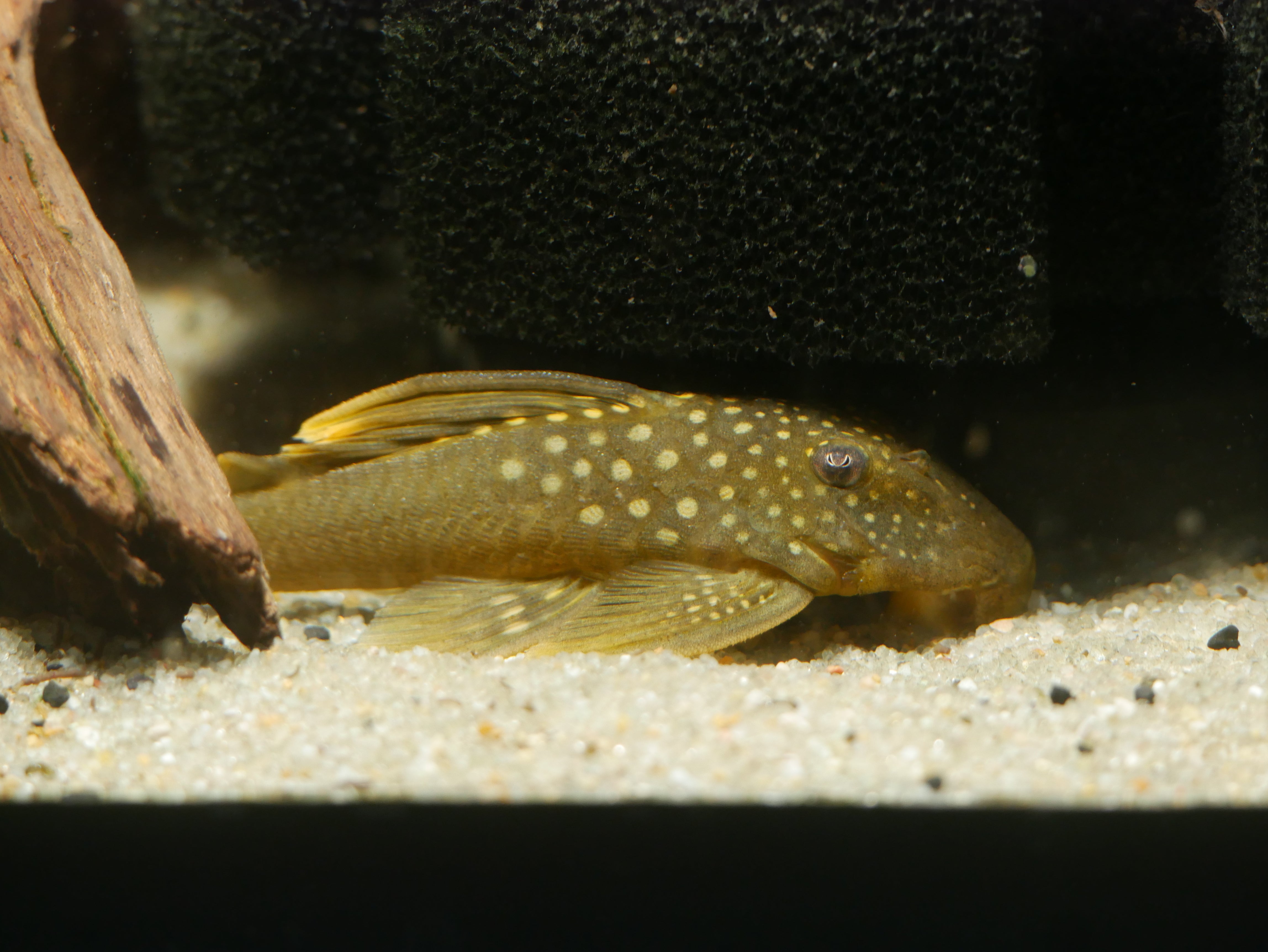L200a High Fin Green Phantom Pleco